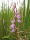 Anacamptis palustris